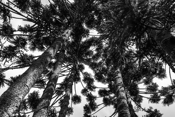 Araucaria crowns seen from bottom up, black and white shot - Aiuruoca, Minas Gerais, Brazil