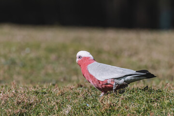 Australian Galah Bird, Kangaroo Valley NSW