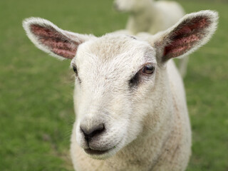 Close up portrait of a white lamb
