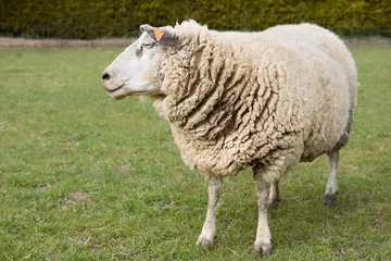Rolgordijnen White sheep in the meadow © erwin