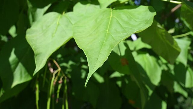 Indian bean tree in forest. Flowers, branches and leaves of tree in park. Leaves of Catalpa bignonioides in summer. Cigartree.