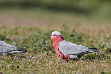 Australian Galah Bird, Kangaroo Valley NSW