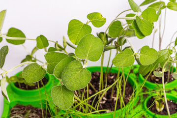Leaves of young greenery isolated on white. Gardening concept, spring seasonal works