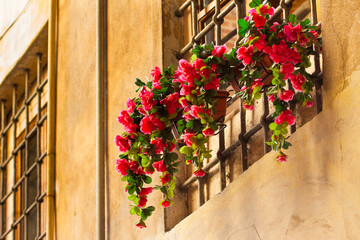 Fototapeta na wymiar Colored flowers against a plaster - springtime concept