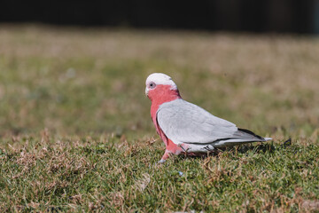 Australian Galah Bird, Kangaroo Valley NSW