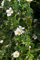 White Flowers on Rose hip Bush up close