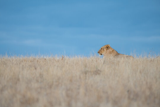 A Lioness, Panthera Leo, Lies In Dry Grass, Blue Sky Background