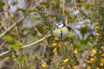 Blue Tit
