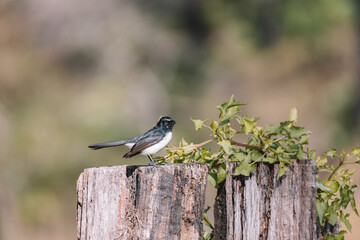 Willie Wagtail bird sitting on a post. 