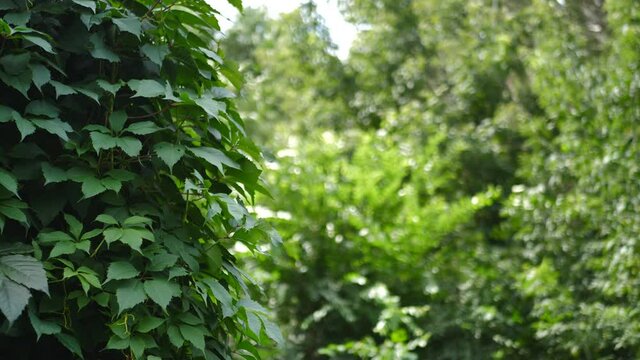 Ivy on the background of trees swaying in the wind. Place for text. background, texture