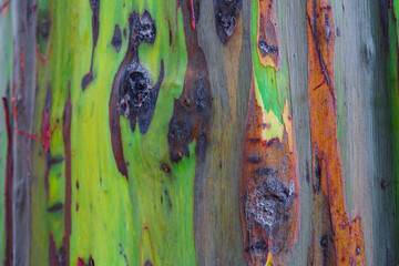 Colorful abstract pattern of rainbow eucalyptus tree bark