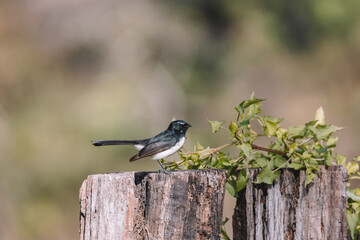 Willie Wagtail bird sitting on a post. 