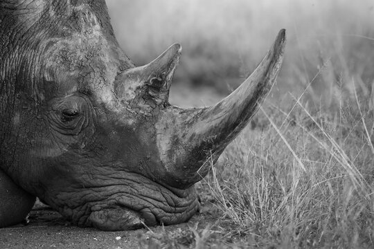 A white rhino, Ceratotherium simum, rests its head on the ground, covered in mud, in black and white