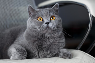 A British shorthair cat is sitting on a beautiful office chair. Portrait of a cute and adorable cat close-up