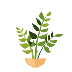 Green indoor zamioculcas. Flat style house plant in pot vector icon.