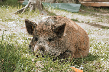 wild boar in the grass