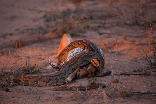 African Rock Python, Python sebae, constricts an impala, Aepyceros melampus