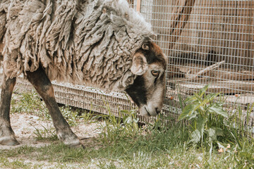 sheep in the farm