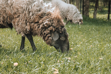 sheep in a meadow