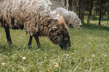 sheep in a meadow