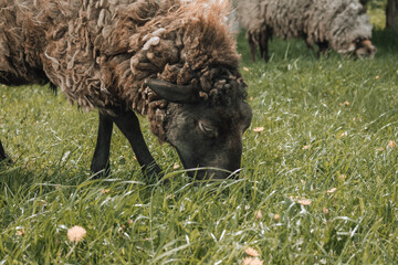 sheep in the field