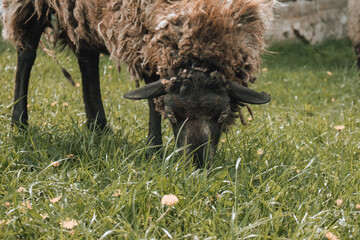 sheep grazing in a meadow
