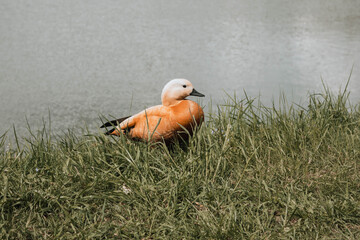 duck in the grass