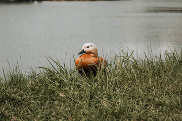 duck on the grass