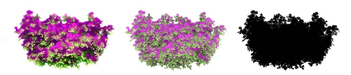 Set or collection of  Bougainvillea bushes, painted, natural and as a black silhouette, isolated on white background. Concept or conceptual 3d illustration for nature, ecology, conservation
