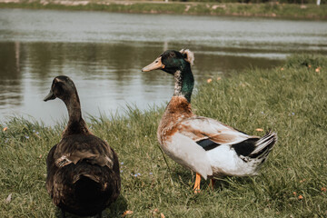 two ducks on the grass