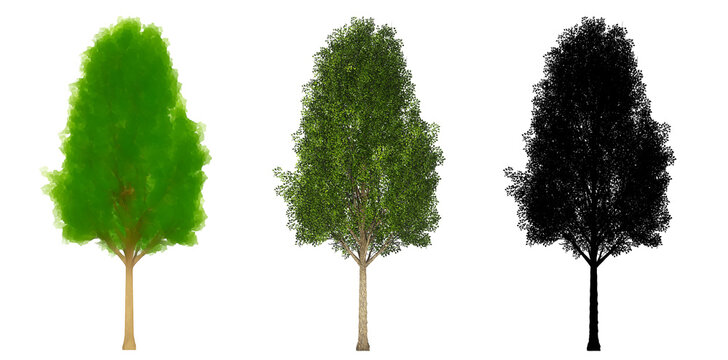 Set or collection of Black Poplar trees, painted, natural and as a black silhouette on white background. Concept or conceptual 3d illustration for nature, ecology and conservation, strength