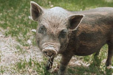 Fototapeta na wymiar wild boar pig