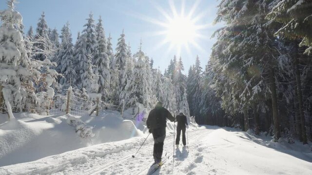 Two cross-country skiers ski down a trail in a snow-covered forest landscape on a sunny day in winter