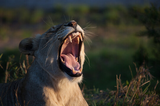 A lioness, Panthera leo, yawns, greenery in backround