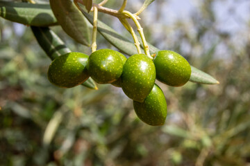Aceitunas verdes madurando en el olivo en olivar mediterraneo para aceite de oliva virgen extra