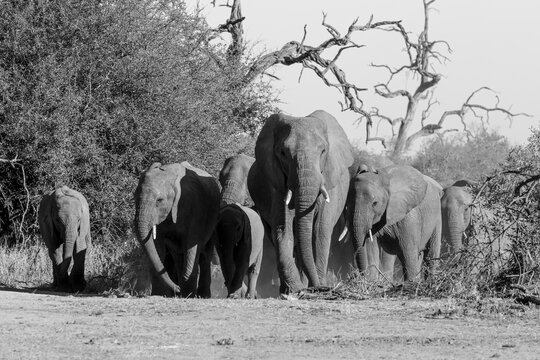 A herd of elephant, Loxodonta africana, walks towards camera, in black and white