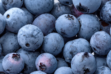 A lot of harvested blueberry fruits