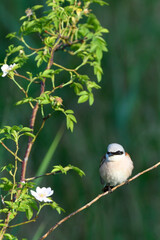 Neuntöter in der Oberlausitz