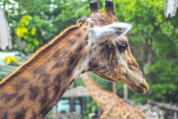 closeup head model Giraffe portrait 
