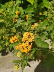 Garden and Flowers of Sorrento Italy Italian life Summer Holiday
