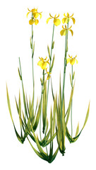 Fototapeta na wymiar 3D Rendering Water Iris on White