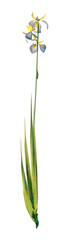 Obraz premium 3D Rendering Water Iris on White