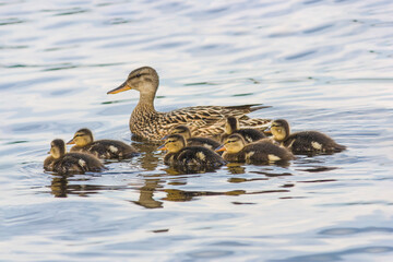 duck with ducklings on the sea