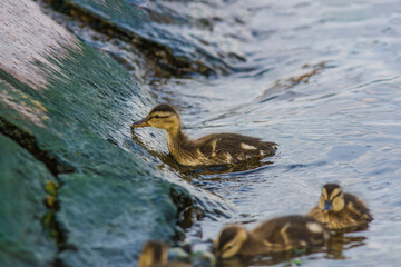 ducklings feed on small algae from sea stones
