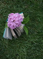 open book stands upright on the green grass. Above is a pink hydrangea flower. cozy atmosphere for reading lovers. Rest, self-education, favorite book. Selective focus