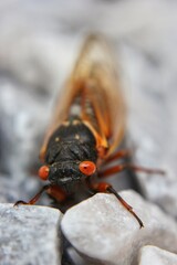 A closeup of a common cicada bug looking at the camera.