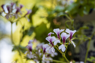 Wild flowers in the Summer Garden