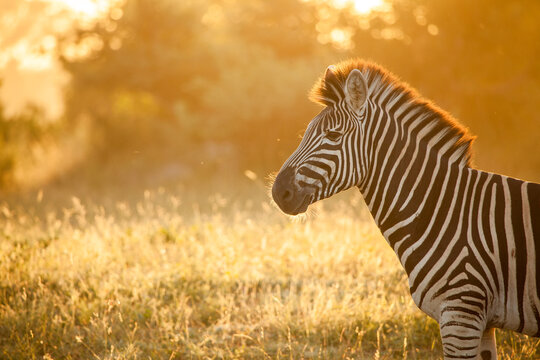 The side profile of zebra, Equus quagga, backlit by golden light