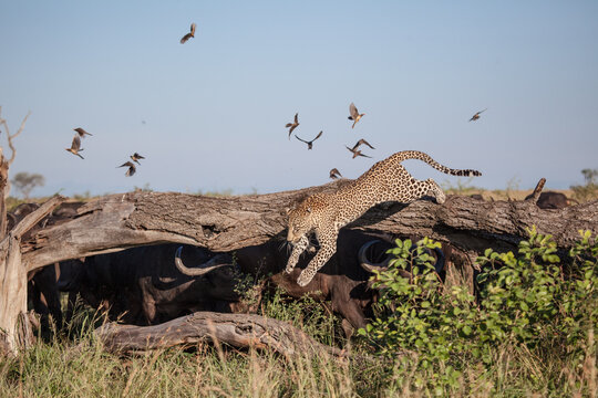 A leopard, Panthera pardus, jumps of a  log while surrounded by buffalo, Syncerus caffer, birds flying