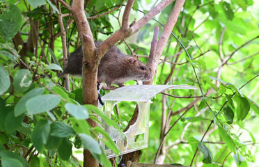 Ratte sitzt auf einem Ast vor Vogelhaus und sucht nach Nahrung 